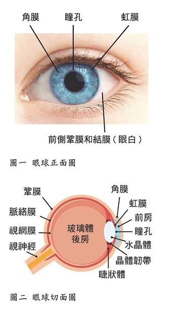 簡單:owaf-n2w3qq= 眼睛|眼睛構造全分析介紹 